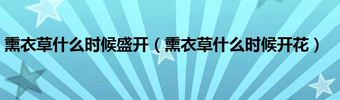 熏衣草什么时候盛开（熏衣草什么时候开花）