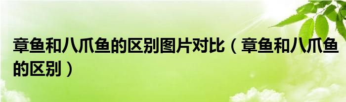 章鱼和八爪鱼的区别图片对比（章鱼和八爪鱼的区别）