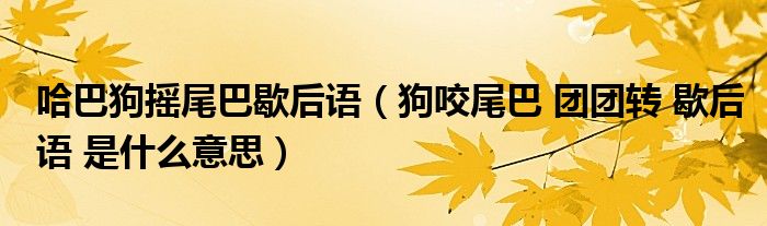 哈巴狗摇尾巴歇后语（狗咬尾巴 团团转 歇后语 是什么意思）
