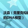 沃森（克里克构建了几钟类型的DNA模型 沃森 克里克类型的DNA模型）