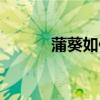 蒲葵如何养殖（如何养殖蒲葵）