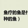 鱼疗的鱼是什么鱼（鱼疗店里的小鱼是什么品种的鱼）