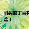 刚买的丁香花怎么换盆（刚买的丁香花如何换盆）