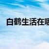 白鹤生活在哪里（关于白鹤生活地的介绍）