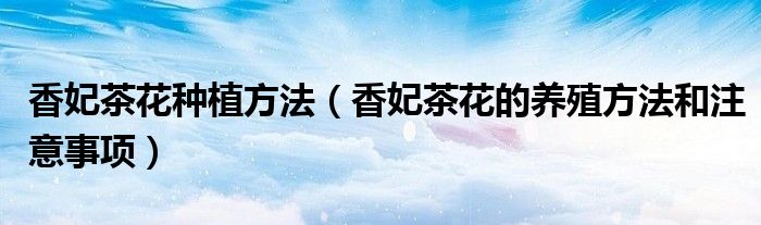 香妃茶花种植方法（香妃茶花的养殖方法和注意事项）