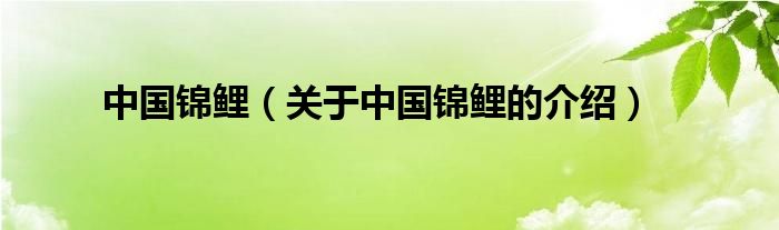 中国锦鲤（关于中国锦鲤的介绍）