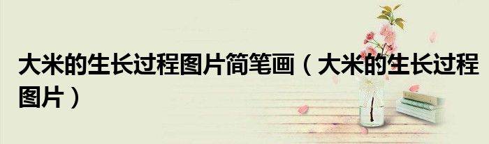 大米的生长过程图片简笔画（大米的生长过程图片）