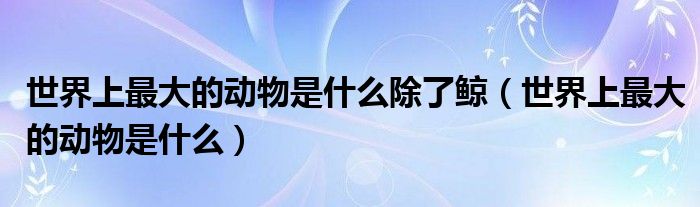 世界上最大的动物是什么除了鲸（世界上最大的动物是什么）