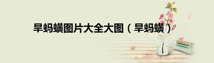 旱蚂蟥图片大全大图（旱蚂蟥）
