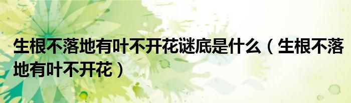 生根不落地有叶不开花谜底是什么（生根不落地有叶不开花）