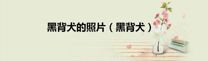 黑背犬的照片（黑背犬）