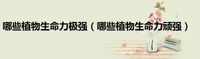 哪些植物生命力极强（哪些植物生命力顽强）