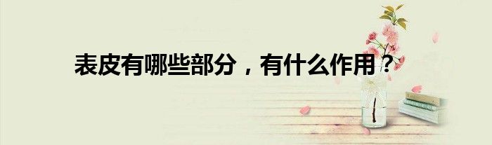 表皮有哪些部分，有什么作用？
