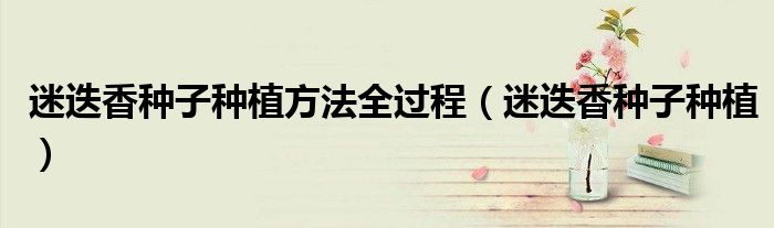 迷迭香种子种植方法全过程（迷迭香种子种植）