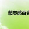 茹志鹃百合花读后感（茹志鹃百合花）