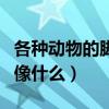 各种动物的脚印像什么形状（各种动物的脚印像什么）