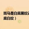 斑马是白底黑纹还是黑底白纹蚂蚁（斑马是白底黑纹还是黑底白纹）