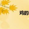 鸡的种类大全（鸡的种类）