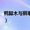 鸭脚木与鹅掌木的区别（鸭脚木和鹅掌柴区别）