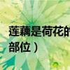 莲藕是荷花的什么部位的（莲藕是荷花的什么部位）