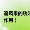 追风果的功效与作用及图片（追风果的功效与作用）