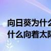 向日葵为什么向着太阳250字作文（向日葵为什么向着太阳）