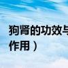 狗肾的功效与作用及食用方法（狗肾的功效与作用）