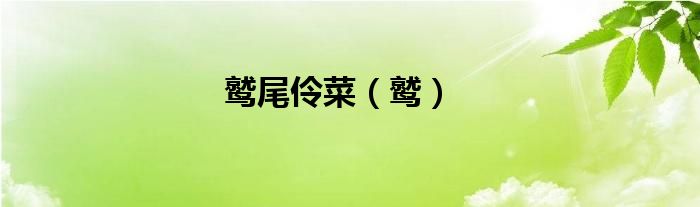 鹫尾伶菜（鹫）