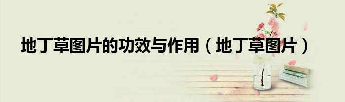 地丁草图片的功效与作用（地丁草图片）