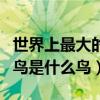 世界上最大的鸟是什么鸟视频（世界上最大的鸟是什么鸟）