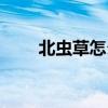 北虫草怎么吃最好（蛹虫草怎么吃）