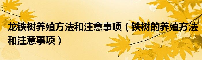 龙铁树养殖方法和注意事项（铁树的养殖方法和注意事项）