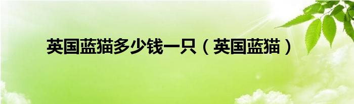 英国蓝猫多少钱一只（英国蓝猫）