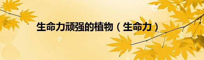 生命力顽强的植物（生命力）