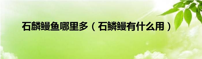 石麟鳗鱼哪里多（石鳞鳗有什么用）