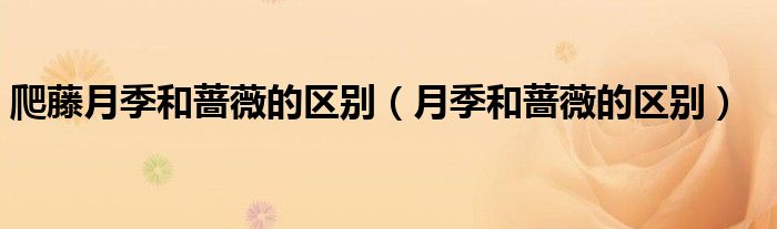 爬藤月季和蔷薇的区别（月季和蔷薇的区别）