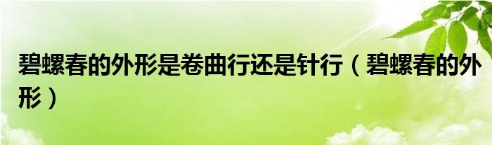 碧螺春的外形是卷曲行还是针行（碧螺春的外形）