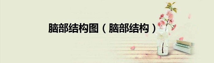 脑部结构图（脑部结构）