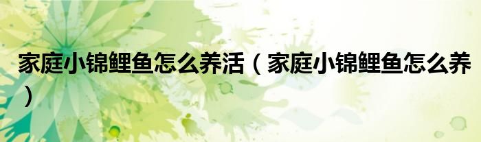 家庭小锦鲤鱼怎么养活（家庭小锦鲤鱼怎么养）