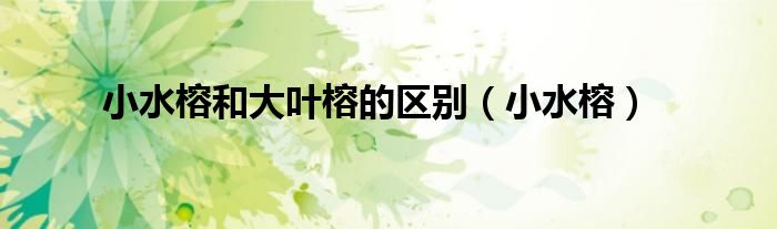小水榕和大叶榕的区别（小水榕）