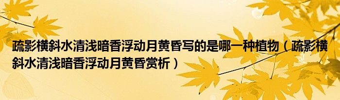 疏影横斜水清浅暗香浮动月黄昏写的是哪一种植物（疏影横斜水清浅暗香浮动月黄昏赏析）