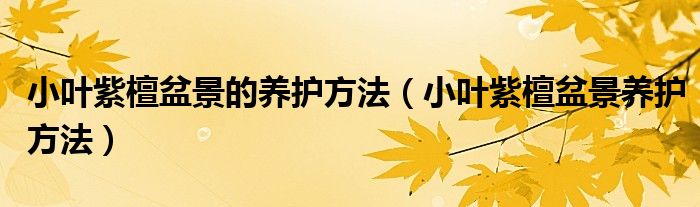 小叶紫檀盆景的养护方法（小叶紫檀盆景养护方法）