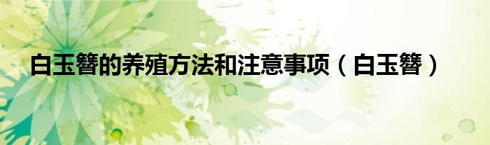 白玉簪的养殖方法和注意事项（白玉簪）