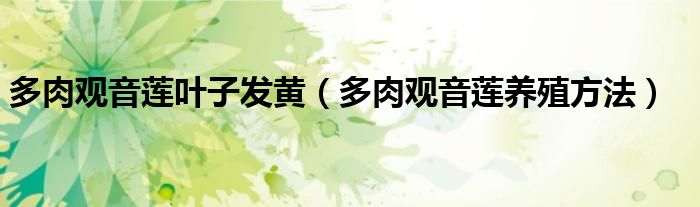 多肉观音莲叶子发黄（多肉观音莲养殖方法）