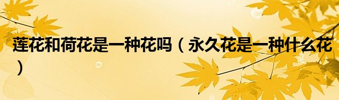 莲花和荷花是一种花吗（永久花是一种什么花）