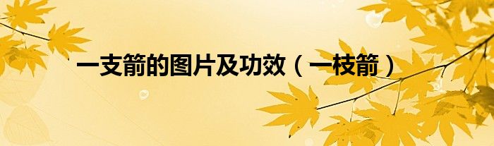 一支箭的图片及功效（一枝箭）