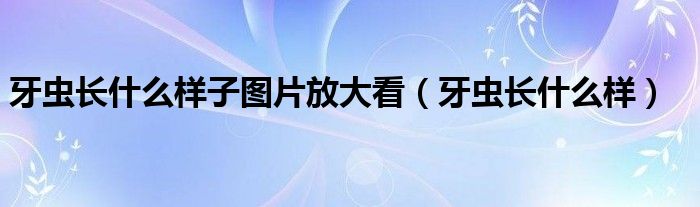 牙虫长什么样子图片放大看（牙虫长什么样）