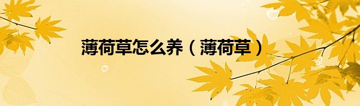 薄荷草怎么养（薄荷草）