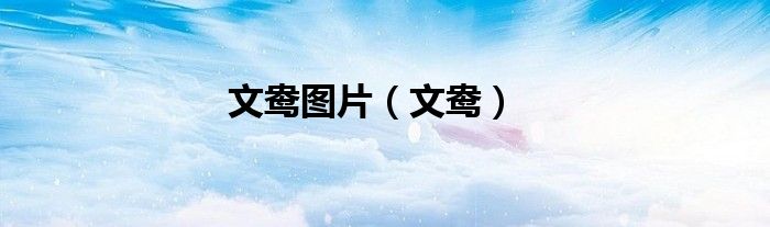 文鸯图片（文鸯）