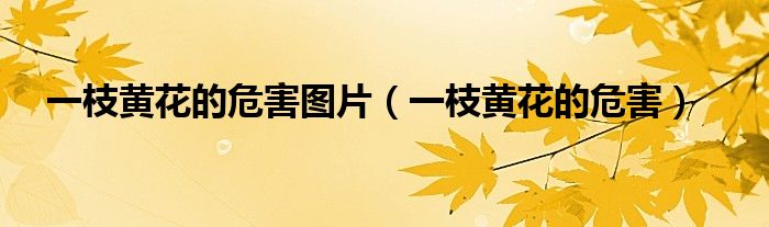 一枝黄花的危害图片（一枝黄花的危害）
